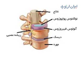 آناتومی ستون مهره دیسک بین مهره ای