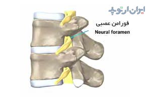 آناتومی ستون مهره ریشه عصبی