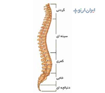 آناتومی ستون مهره. قسمت های مختلف آن