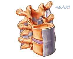 آناتومی ستون مهره لیگامان ها