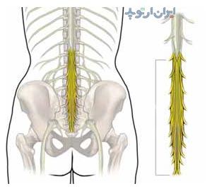 آناتومی ستون مهره نخاع