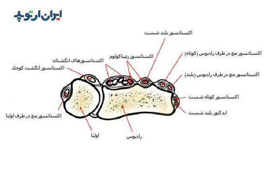 آناتومی مچ دست. تاندون ها