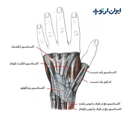 آناتومی مچ دست. تاندون های مچ دست