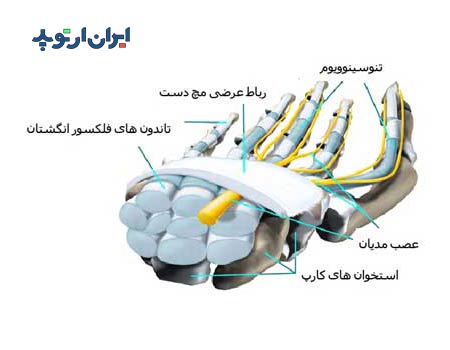 آناتومی مچ دست. تونل کارپ