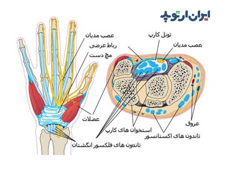 آناتومی مچ دست. تونل کارپ