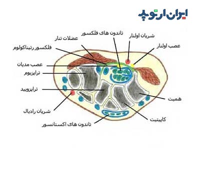 آناتومی مچ دست. تونل کارپ