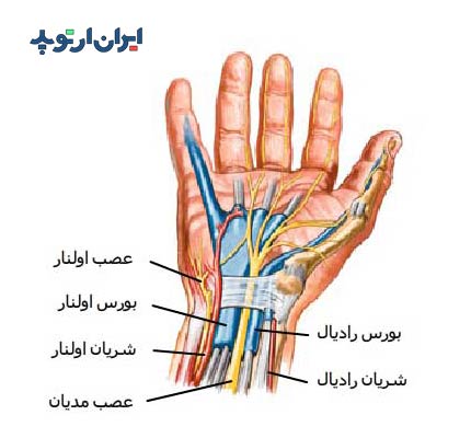 آناتومی مچ دست. عروق و اعصاب