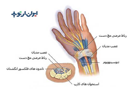 آناتومی مچ دست. اعصاب و تاندون ها