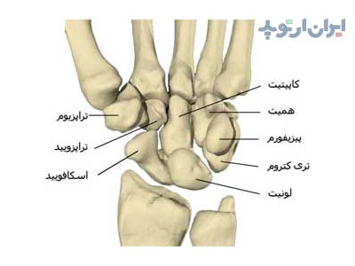 آناتومی مچ دست. استخوان ها