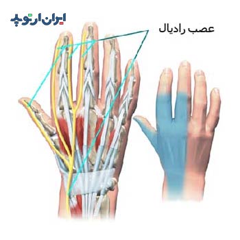 آناتومی مچ دست. عصب رادیال