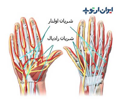 آناتومی مچ دست. شریان های مچ دست