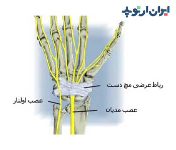 آناتومی مچ دست. اعصاب مچ دست