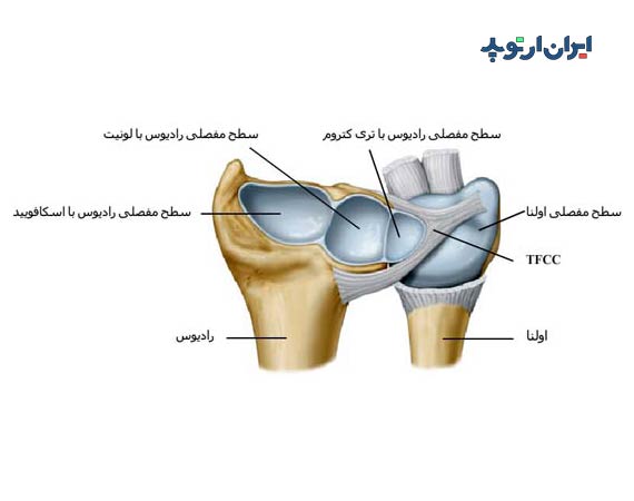 آناتومی مچ دست. غضروف مثلثی