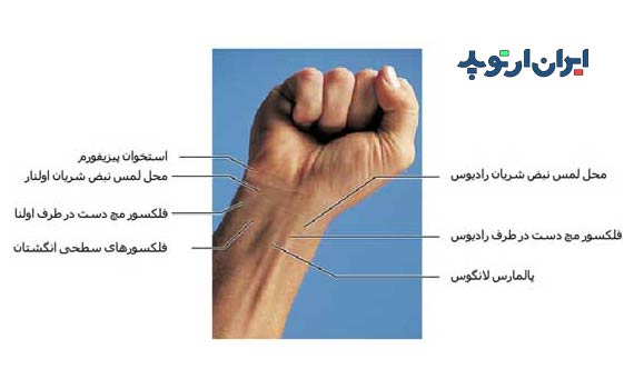 آناتومی مچ دست