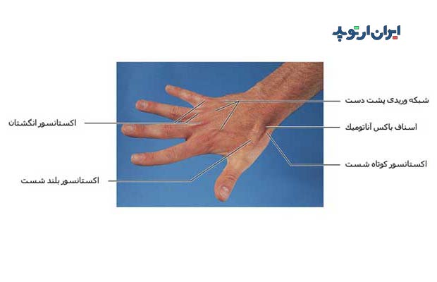 آناتومی مچ دست