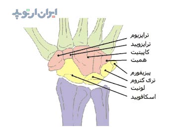 آناتومی  مچ دست. استخوانچه های تشکیل دهنده