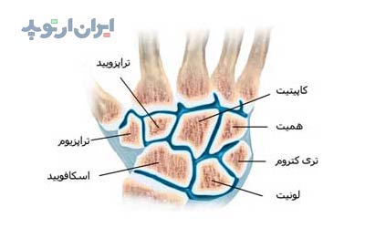 آناتومی مچ دست. استخوان ها