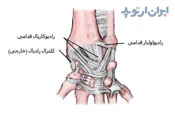 آناتومی مچ دست. رباط ها