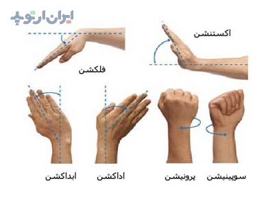 آناتومی مچ دست. حرکات مچ دست