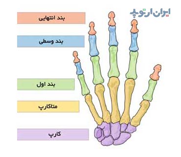 آناتومی انگشتان دست در شکستگی انگشتان