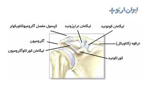 مفصل آکرومیوکلاویکولار