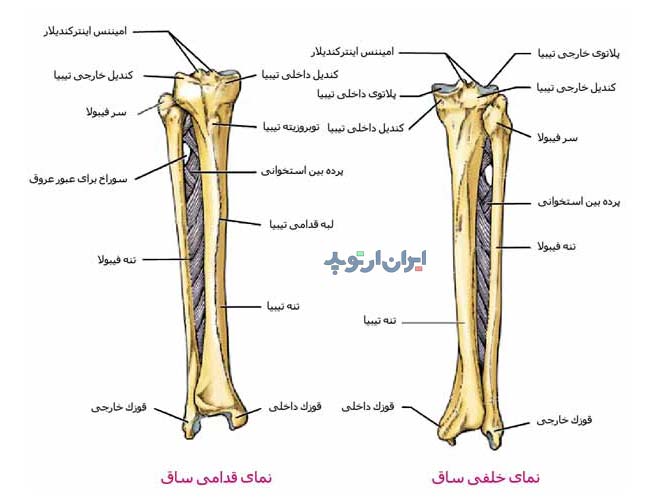 بررسی آناتومی ساق از لحاظ استخوان ها