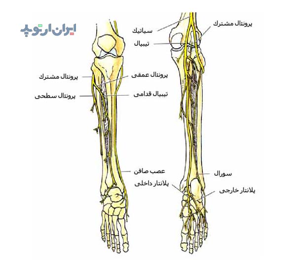 آناتومی ساق از لحاظ بررسی اعصابی که از آن عبور میکنند.