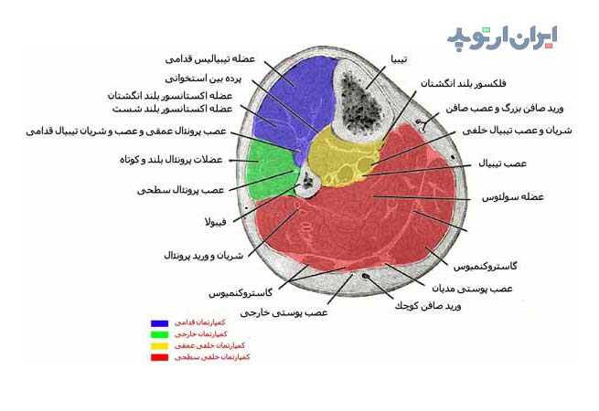 آناتومی ساق از لحاظ بررسی سطح مقطع عضلات آن