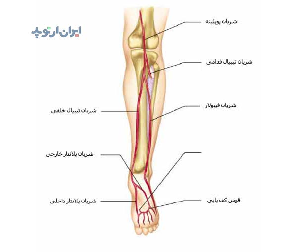آناتومی ساق از لحاظ شریان های آن