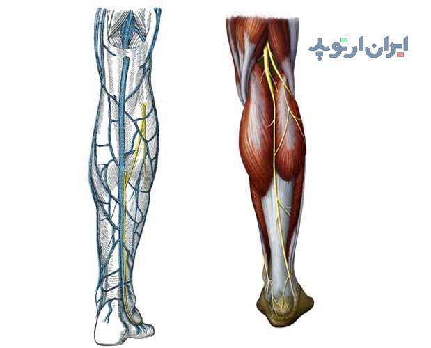آناتومی ساق از لحاظ بررسی اعصاب آن
