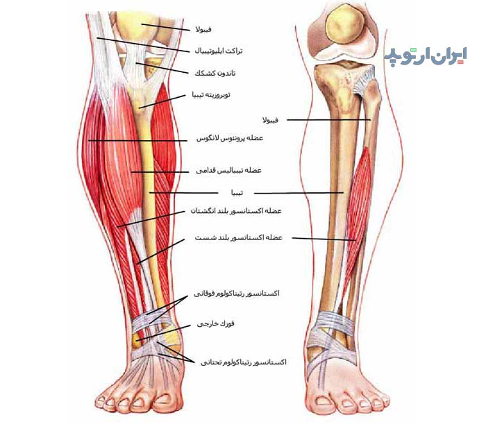 آناتومی ساق از لحاظ عضلات تشکیل دهنده آن