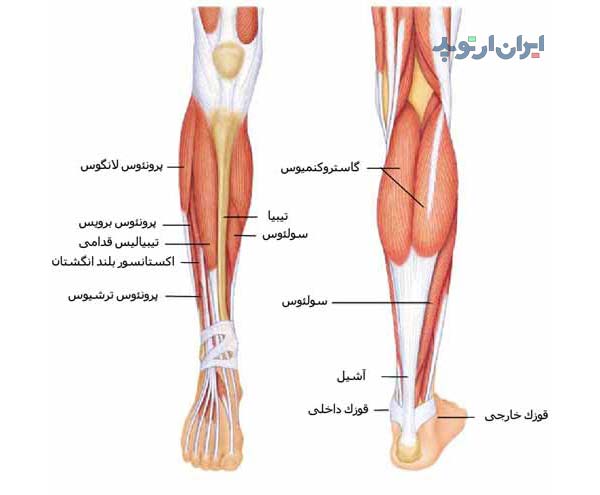 آناتومی ساق از لحاظ عضلات قدام و خلف آن