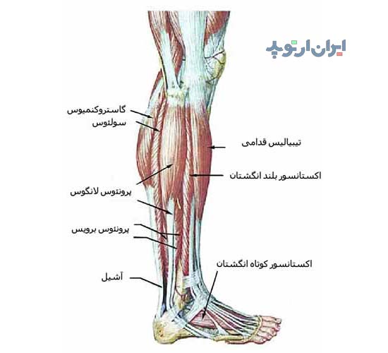 آناتومی ساق از لحاظ بررسی عضلات خارجی آن