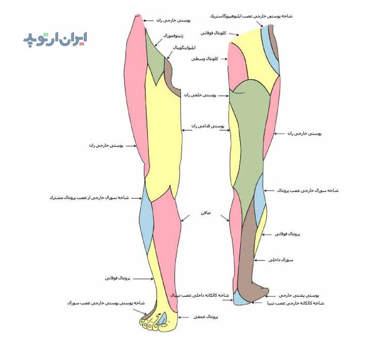 آناتومی ساق از لحاظ بررسی محدوده حسی پوست آن