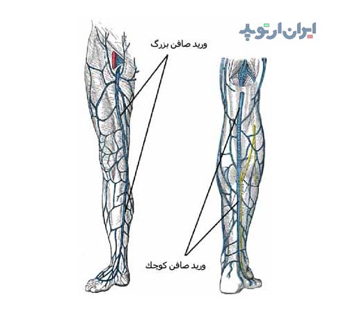 آناتومی ساق از لحاظ وریدهای آن