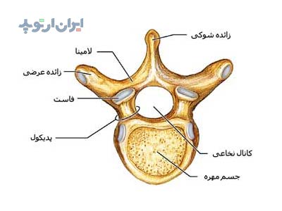 آناتومی مهره کمر