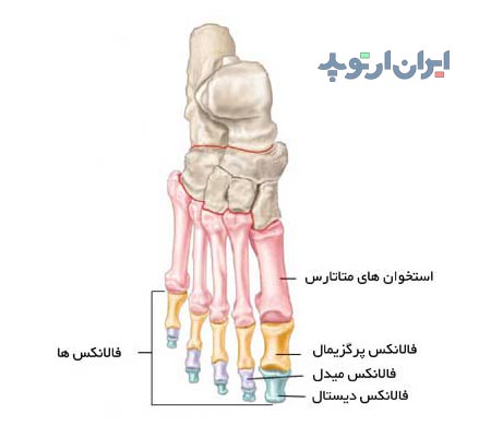 آناتومی کف پا