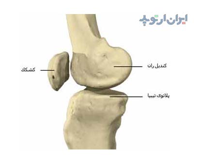 آناتومی زانو. استخوان زانو از نمای کناری