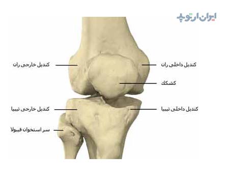آناتومی زانو. استخوان مفصل زانو از نمای جلویی