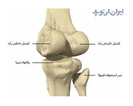 آناتومی زانو. استخوان مفصل زانو از نمای پشتی