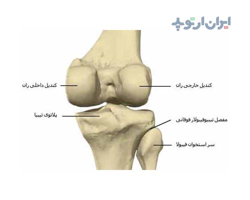 آناتومی زانو. استخوان زانو از نمای کاملا پشتی