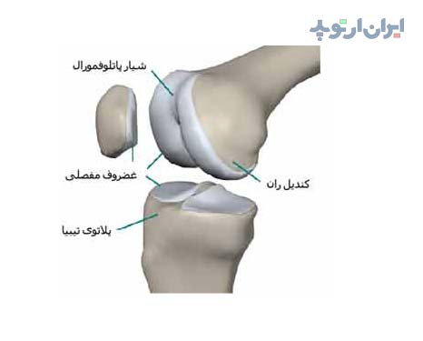 آناتومی زاتو. استخوان مفصل زانو از کنار