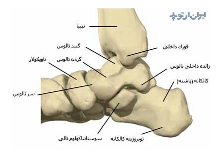 آناتومی مچ پا. استخوان های مچ پا