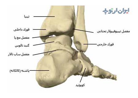 آناتومی مچ پا. استخوان های مچ پا