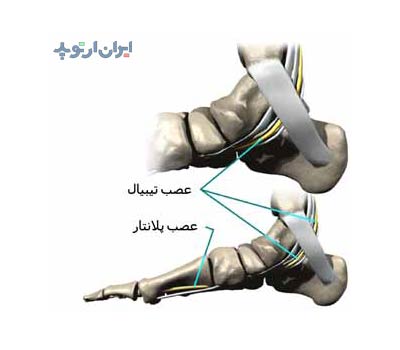 آناتومی مچ پا. اعصاب