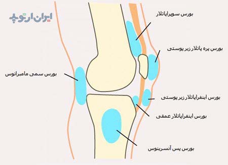 آناتومی زانو. بورس های زانو