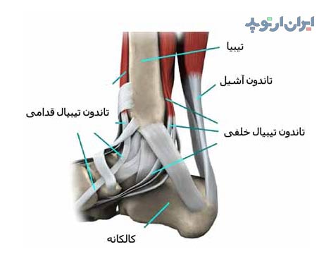 آناتومی مچ پا. تاندون های مچ پا