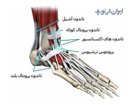 آناتومی مچ پا. تاندون های مچ پا