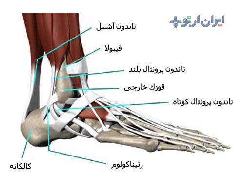 آناتومی مچ پا. تاندون های مچ پا