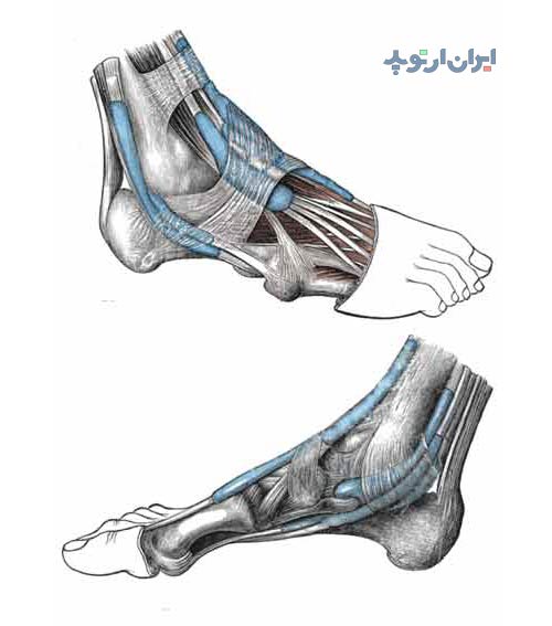 آناتومی مچ پا. تاندون های مچ پا